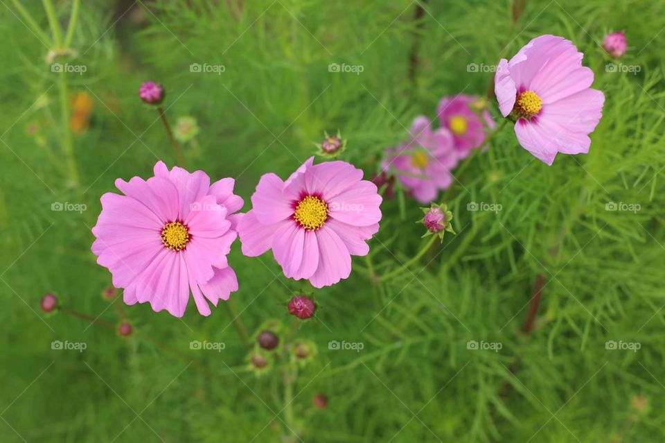 Beautiful flowers in bloom