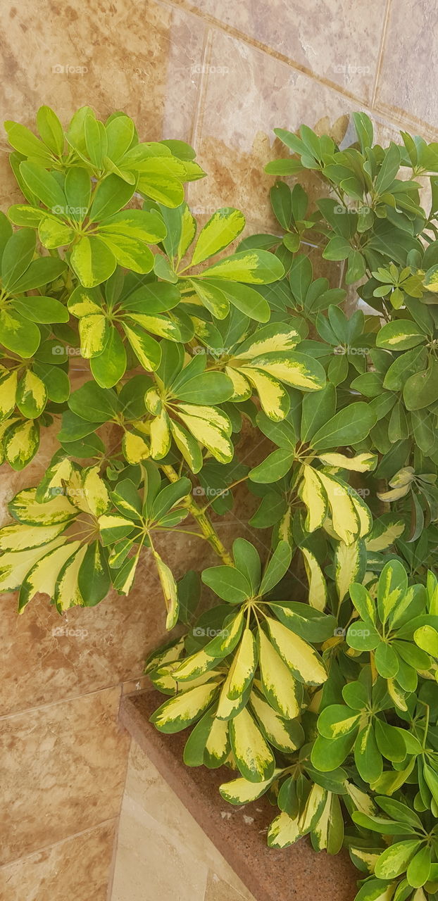 Schefflera Plant