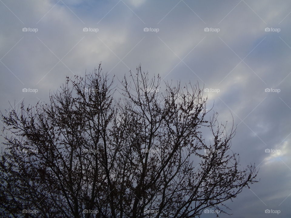 tree background clouds