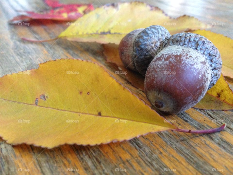 Yellow leaves and acorns