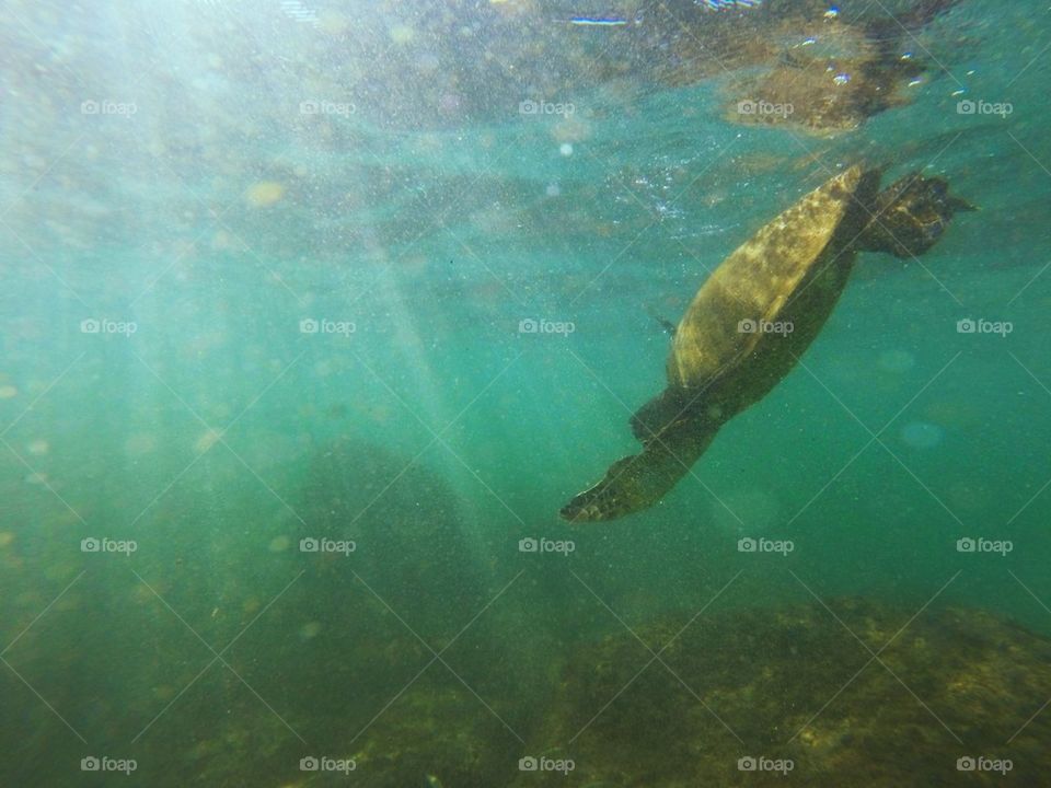 turtle dive