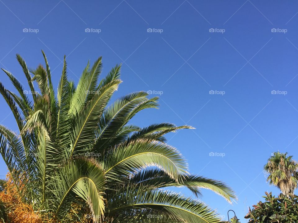 Palm tree screensaver