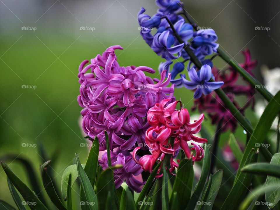 Flower, Flora, Nature, Garden, Floral