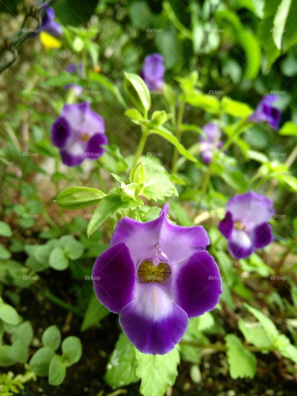 Torenia Flowers