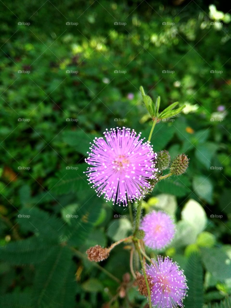 pinkish little flower growing after rainy season in India