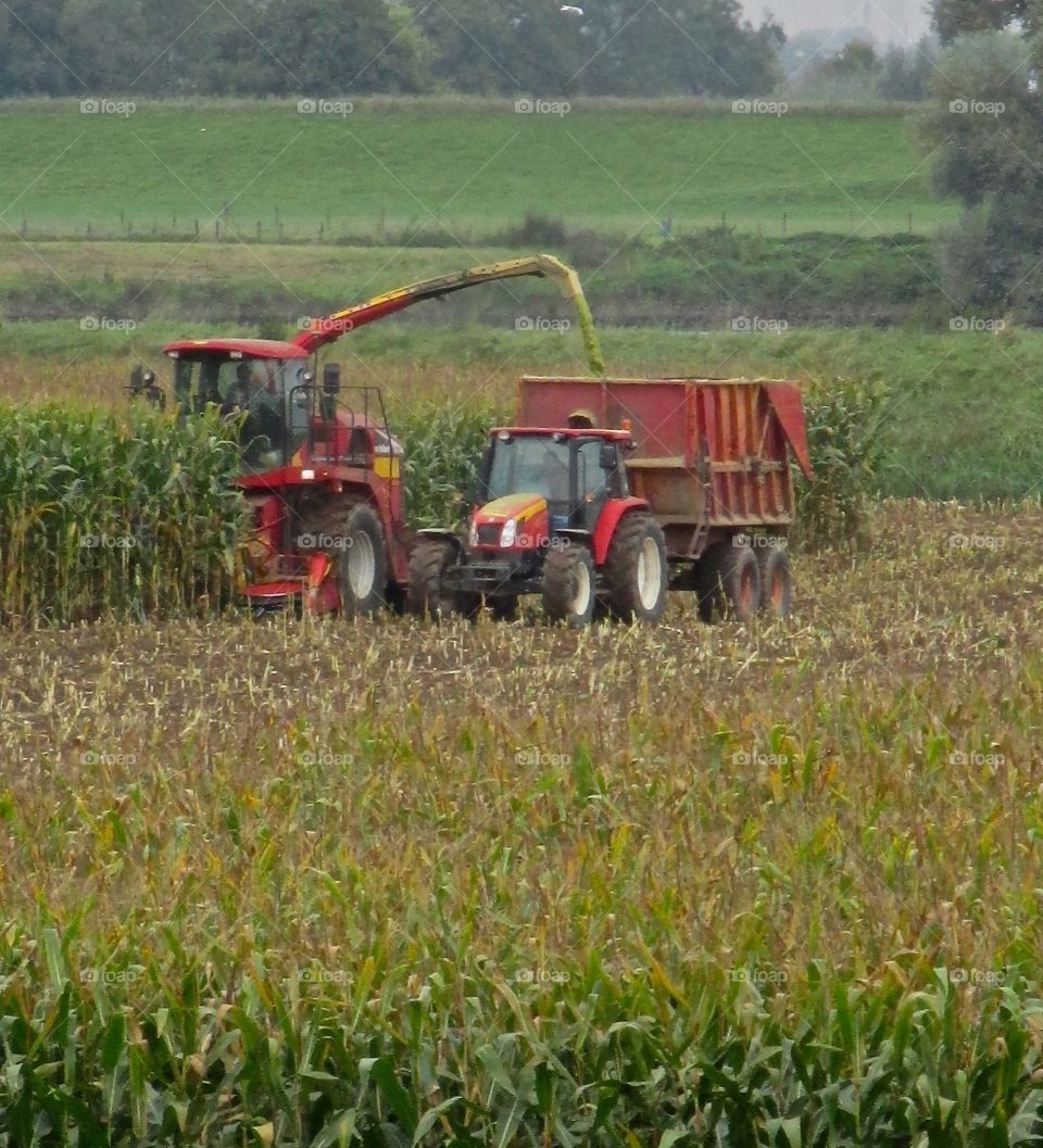 Harvest