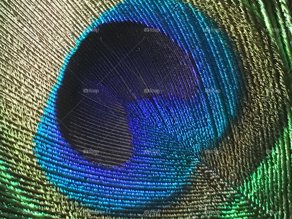 Center of peacock feather.