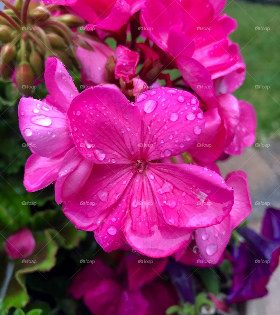Rain drops on flower petals 