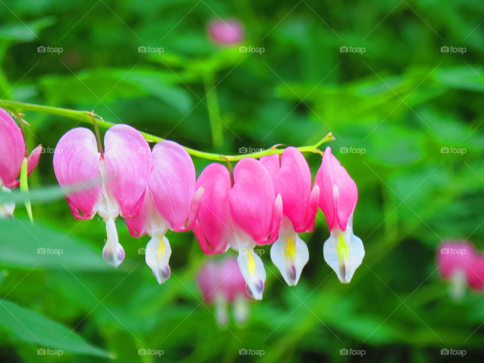 Nature, Garden, Flower, Flora, Leaf