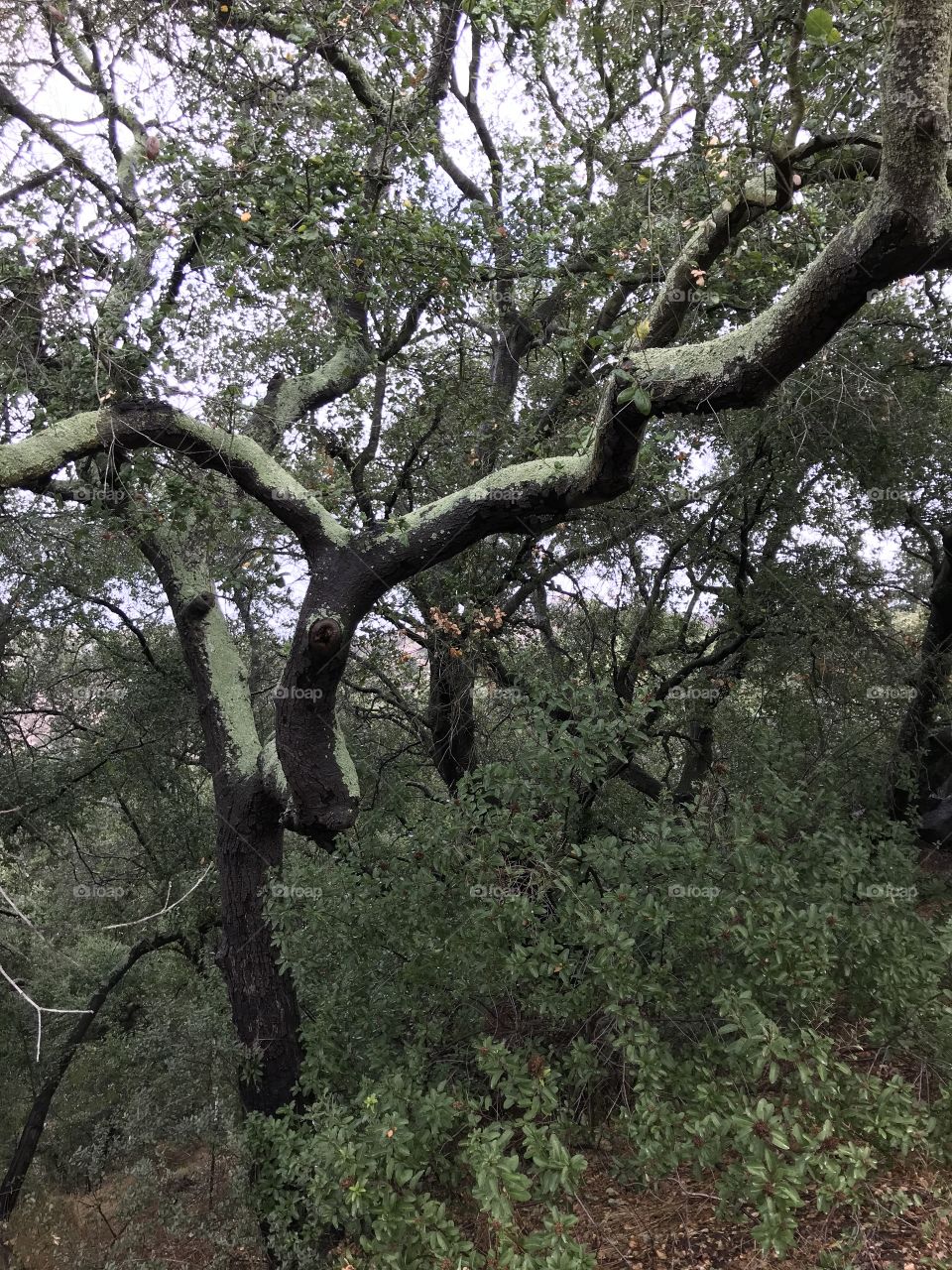 Moss covered branches