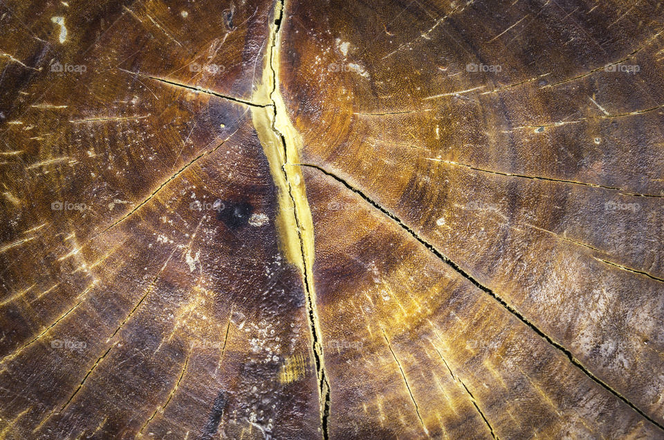 Old stump tree - section of the trunk with annual ring