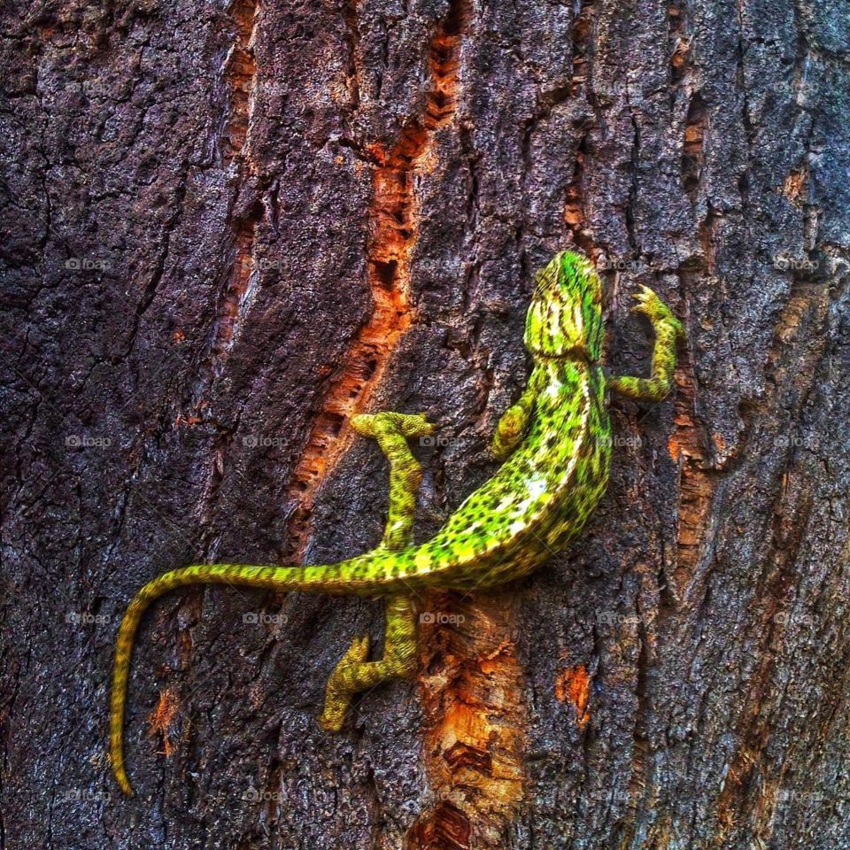 chameleon