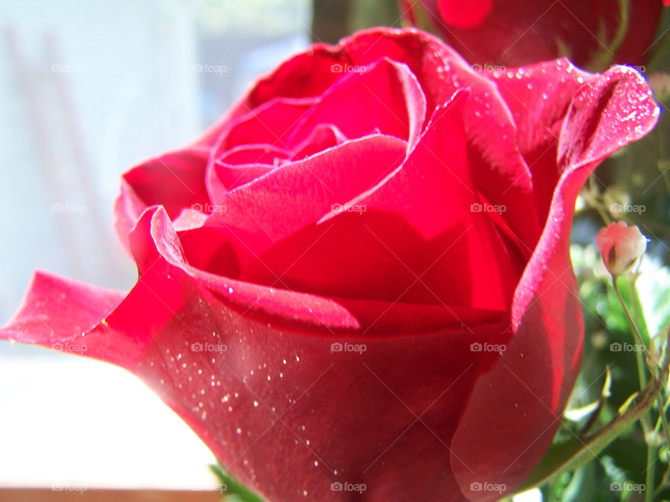 nature flower macro close by ashley77