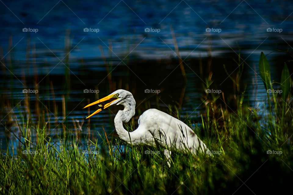 caught himself a fish