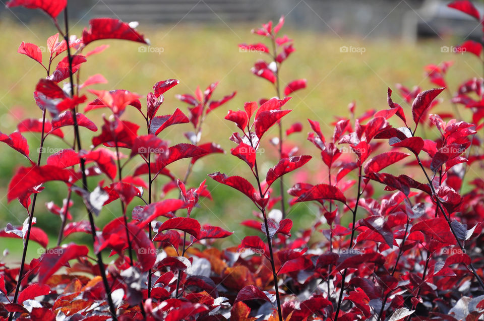 Red bush