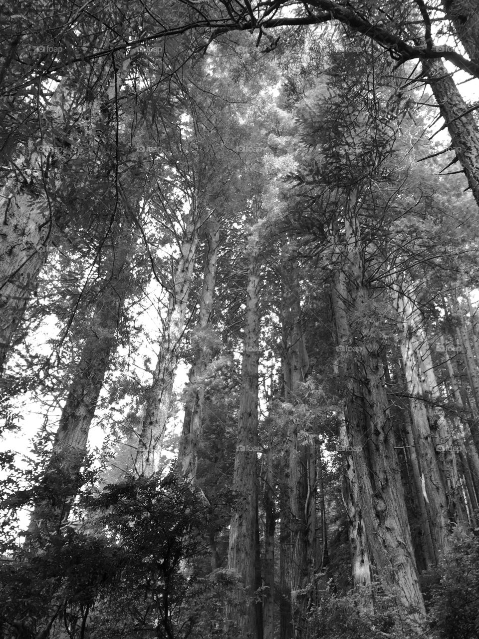 Black and white trees