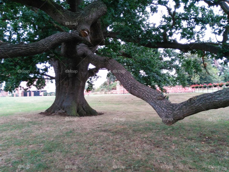 an unusual oak tree