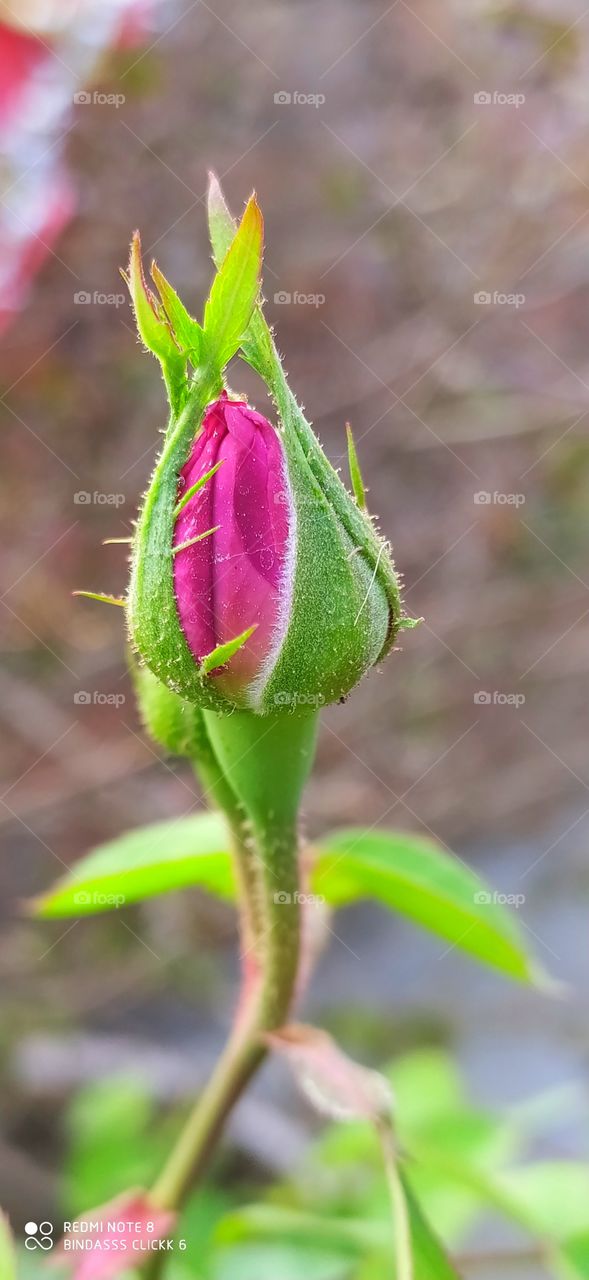 rose love symbol