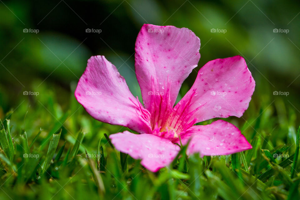 Macro image of pink flower on green grass highlighting the flower details