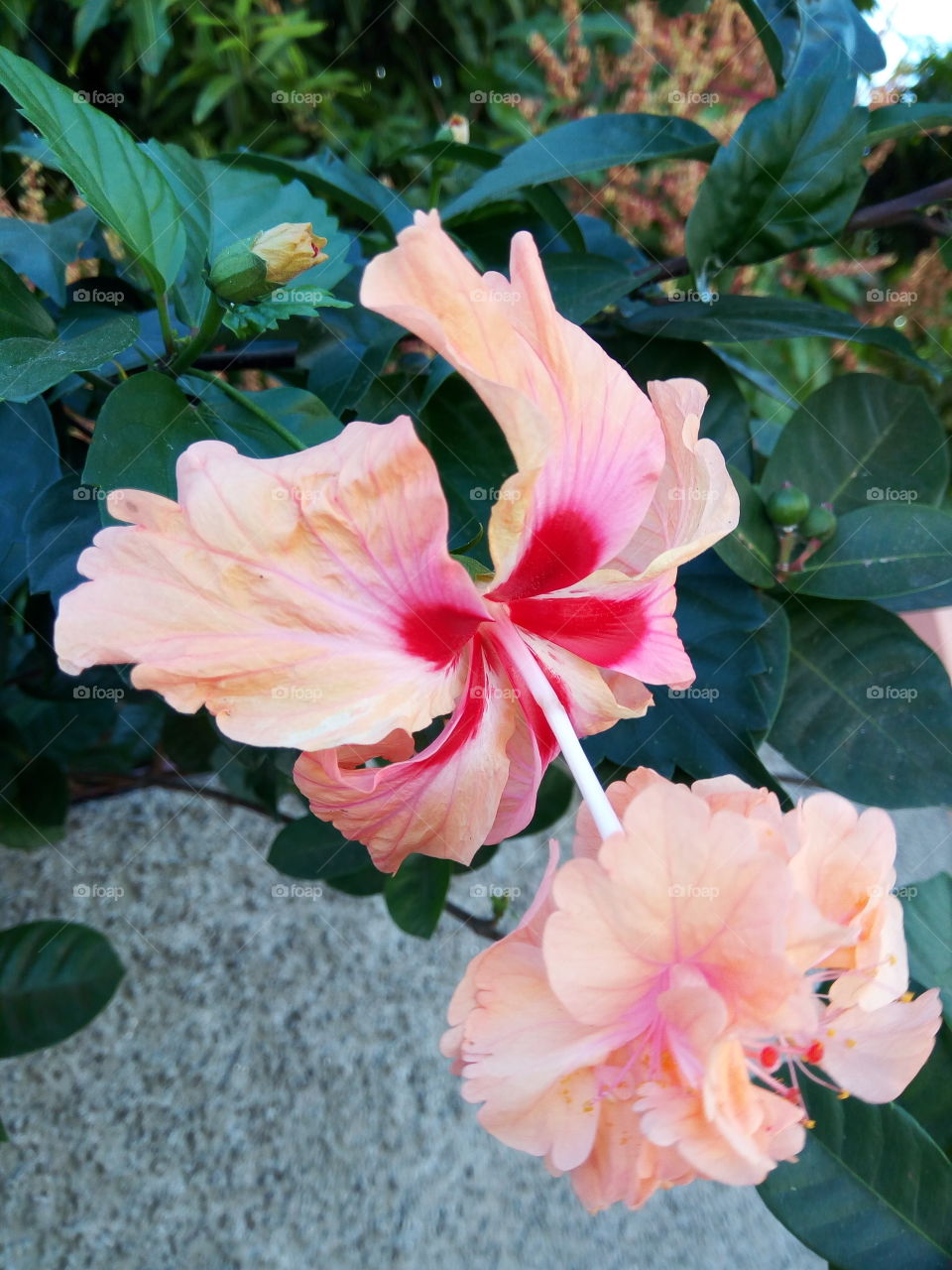 peach hibiscus  hanging with extra bloom
