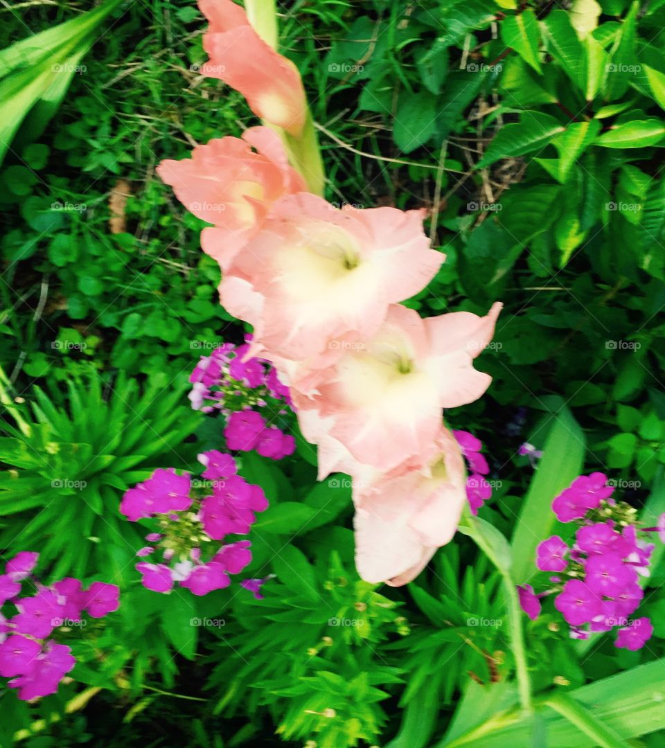 Peach gladiola, and purple flocks in the garden.