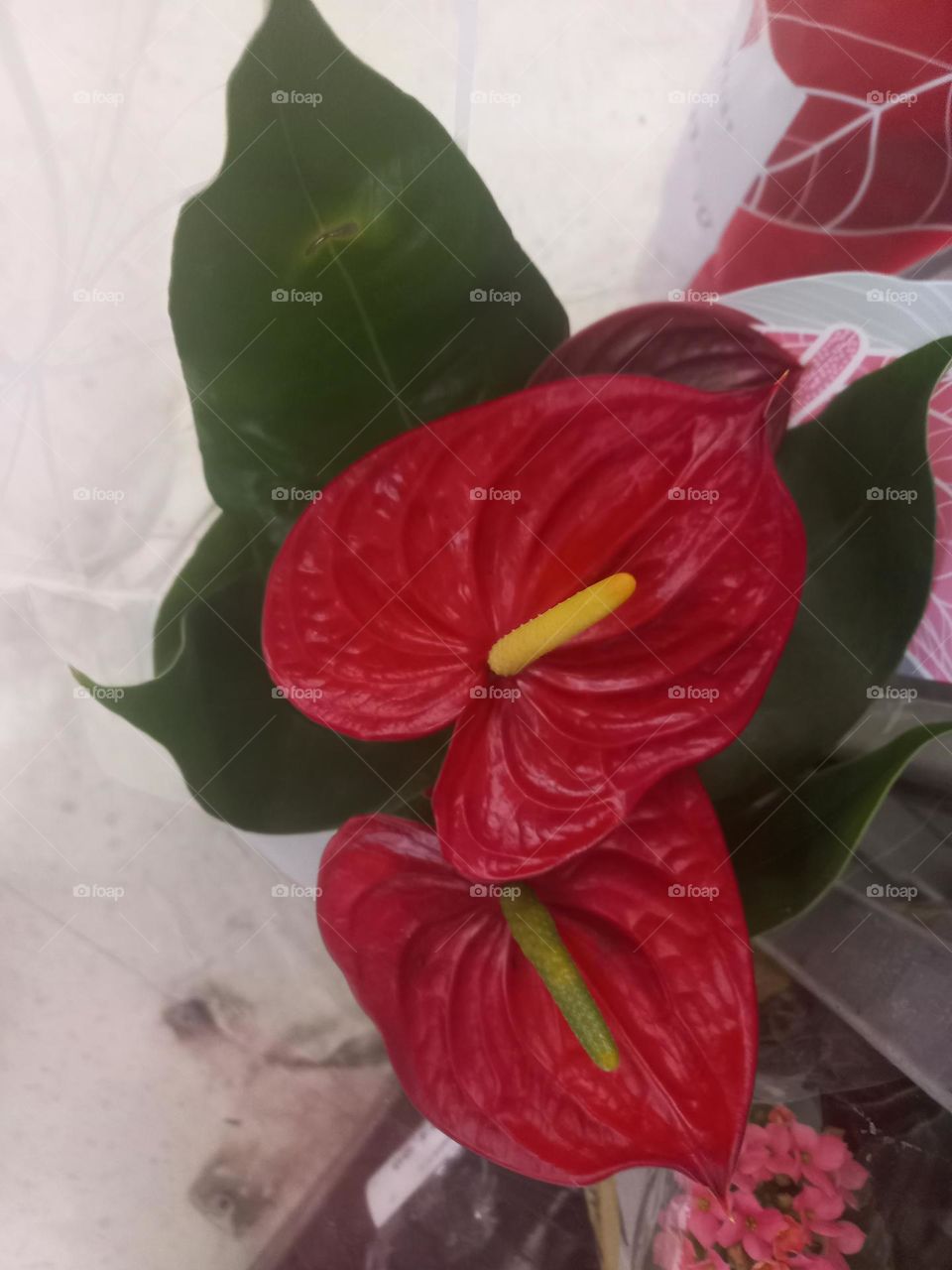 Antúrio vermelho, símbolo de luxo e bom gosto.  A flor é considerada um sinônimo de hospitalidade e bem-estar! Por sua beleza  e delicadeza