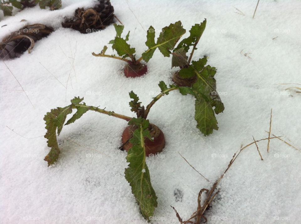 snow winter garden turnips by serenitykennedy