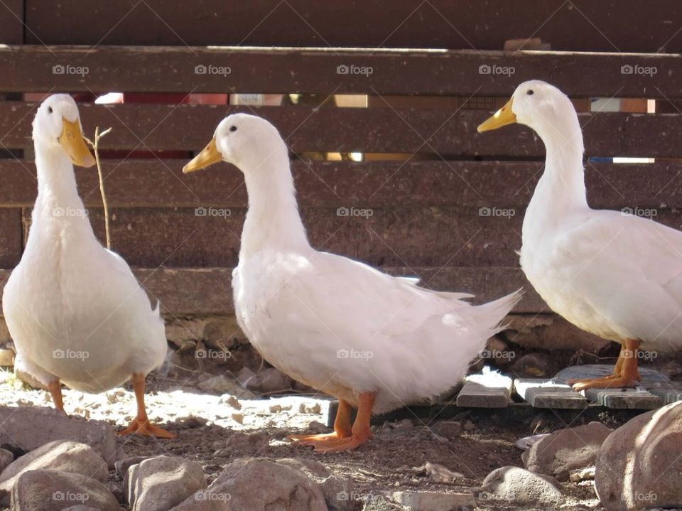ducks turkey bodrum muğla by desx113