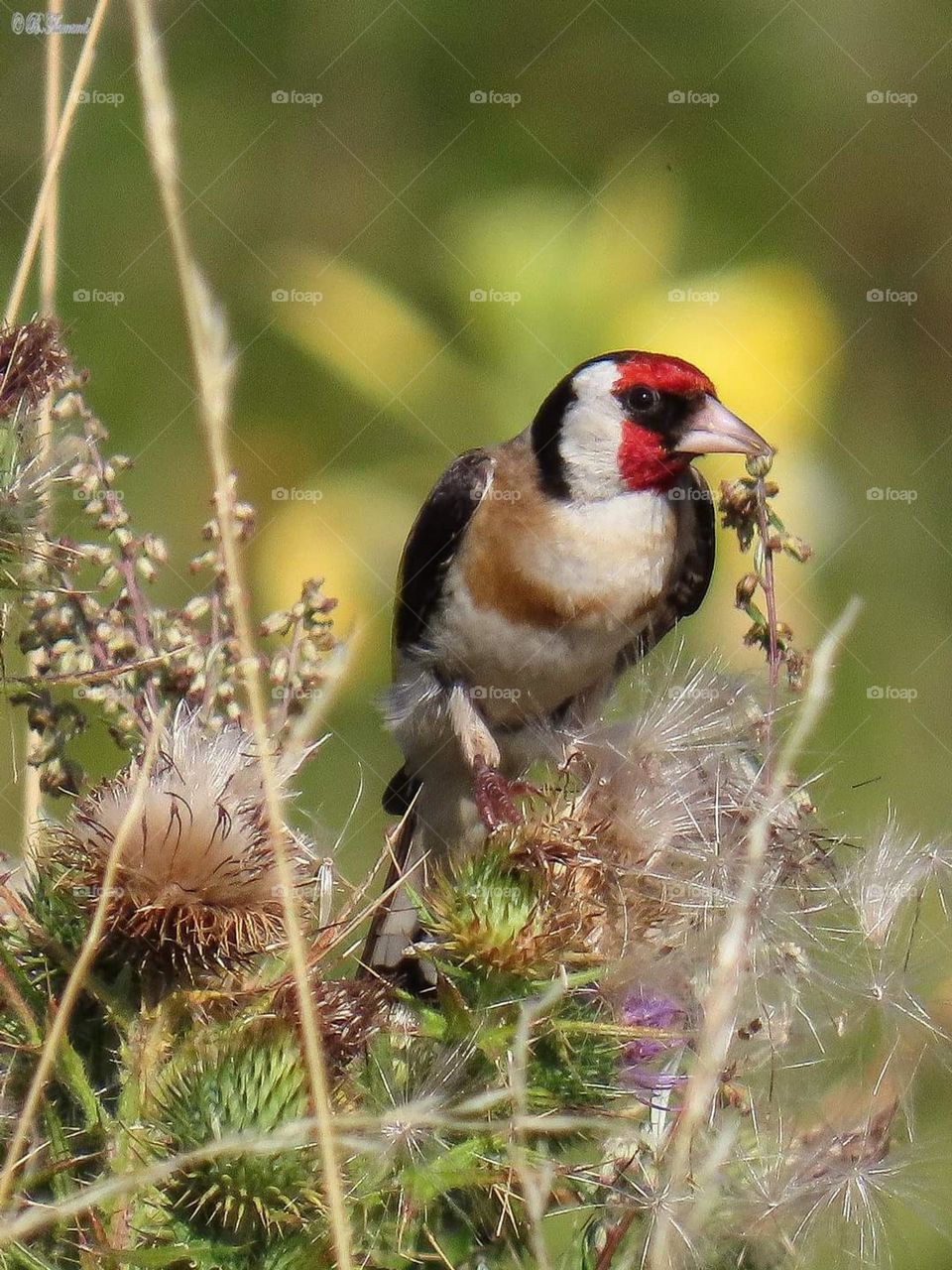 goldfinch