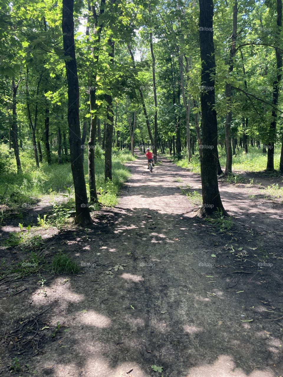 Green summer forest 