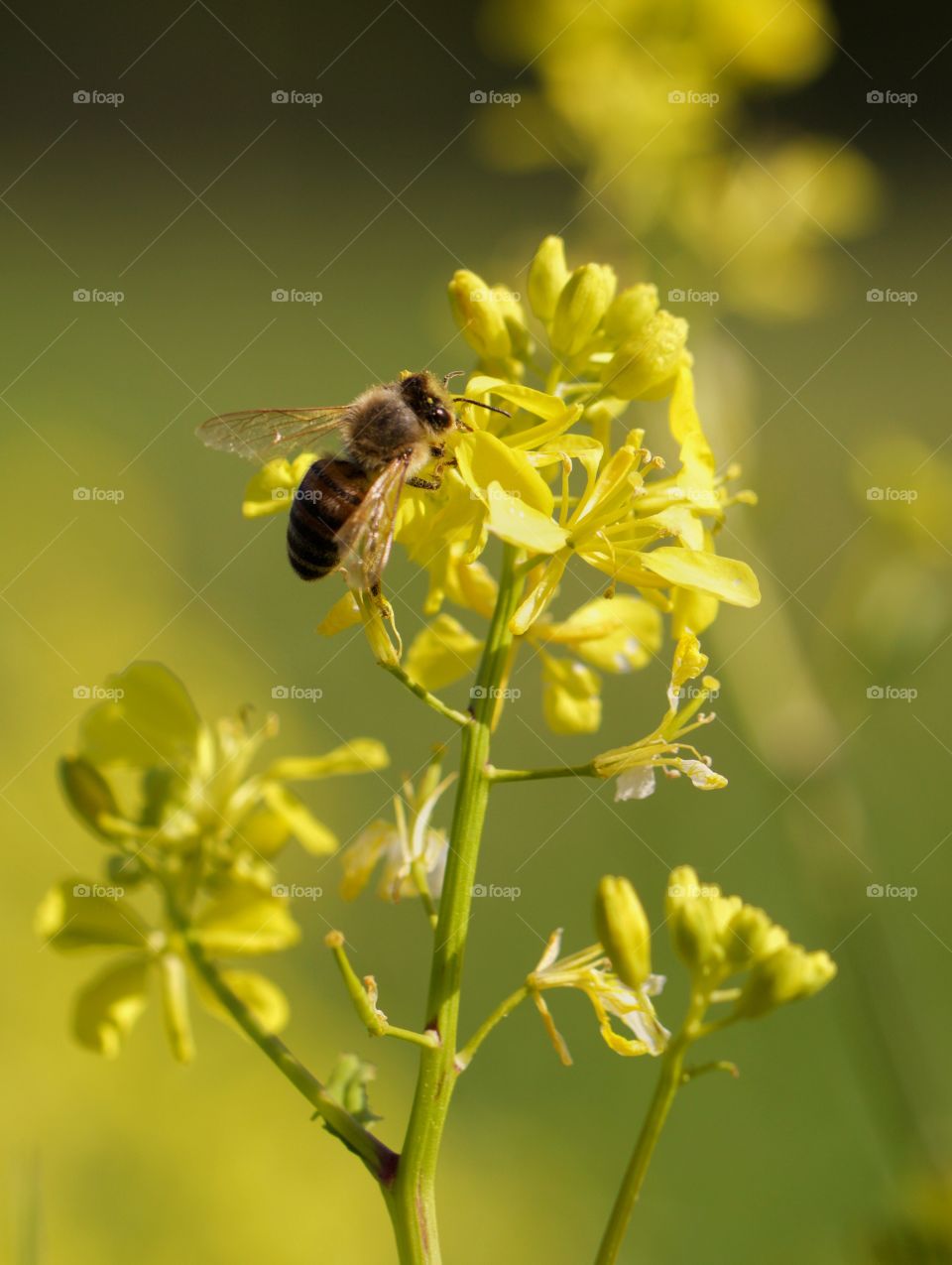 Bee feeding from flower