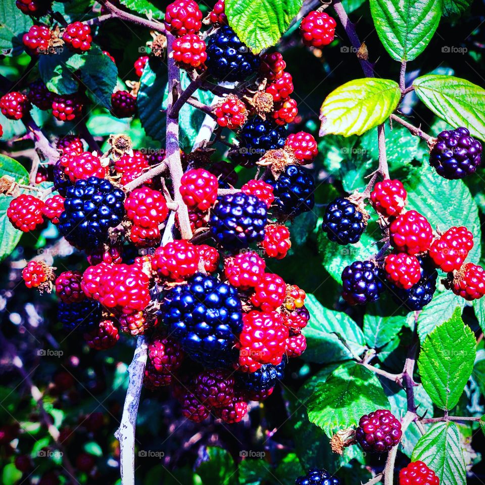 Berries 