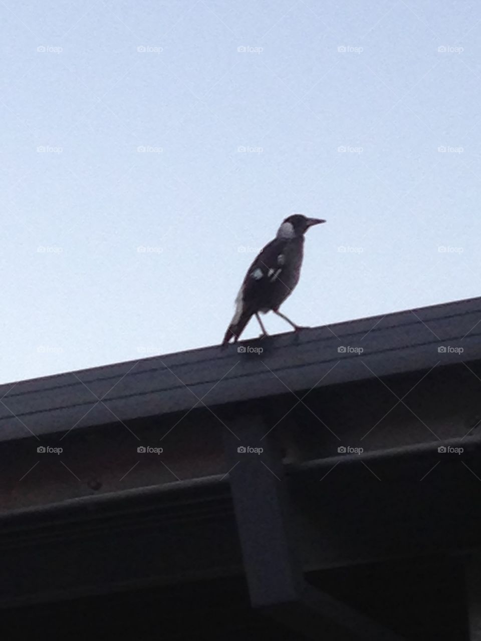Magpie on the roof