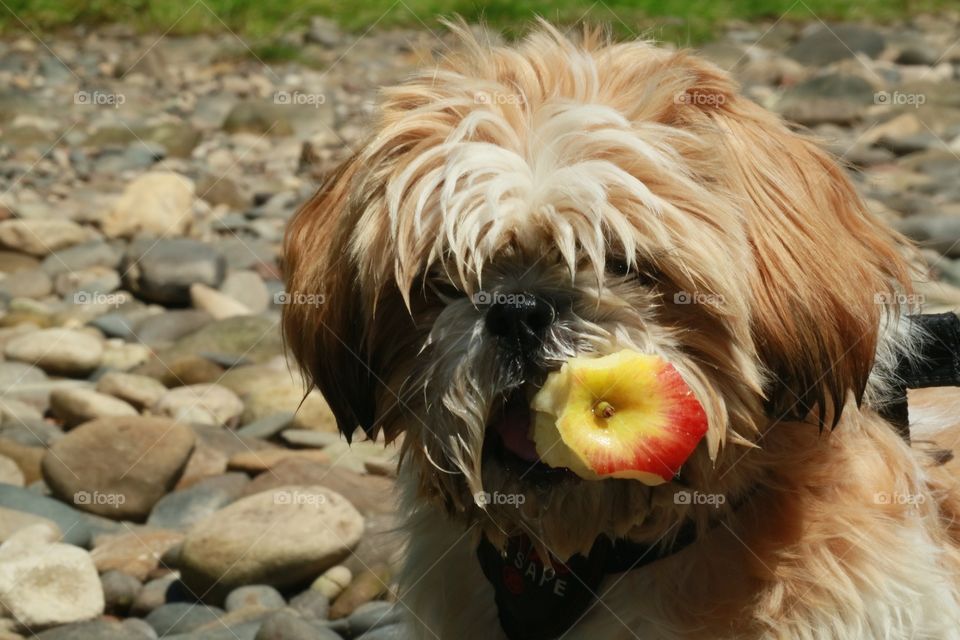 Rafa enjoying an Apple