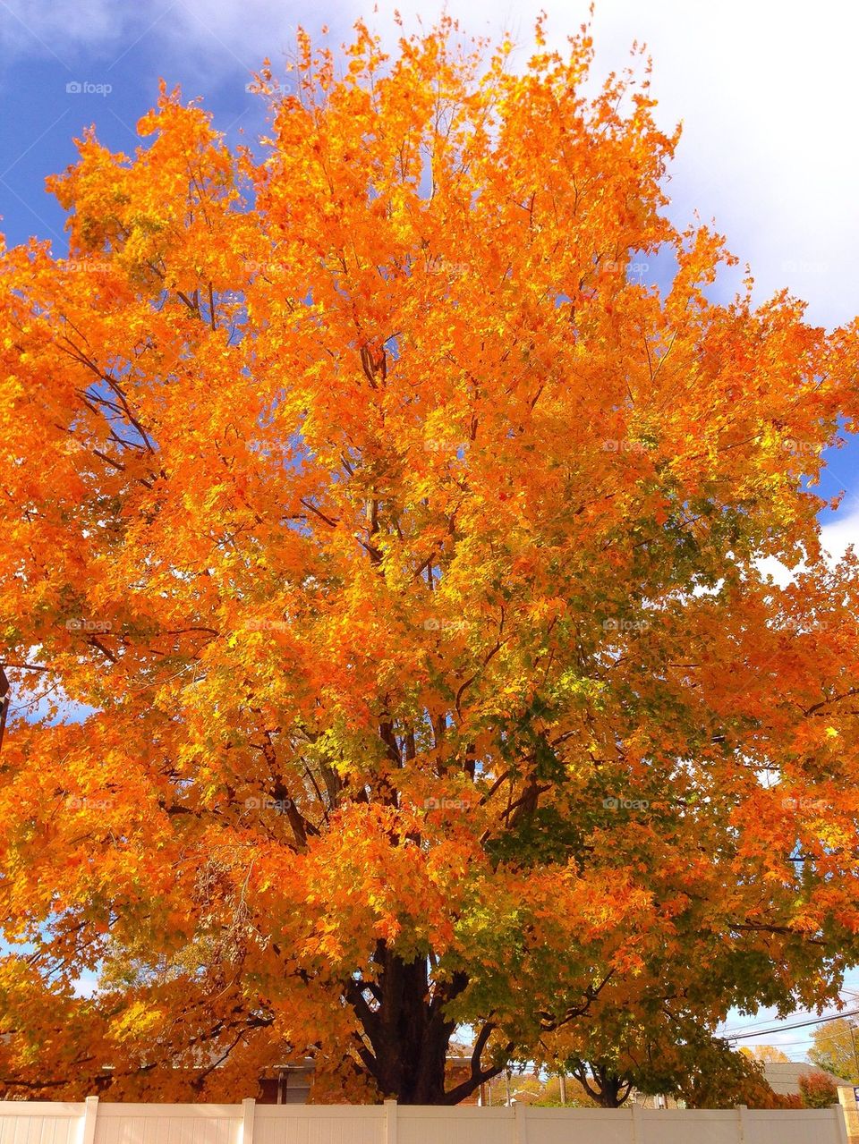 Bright orange Autumn tree