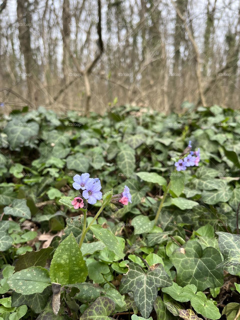 Beautiful colorful flowers found in the forest while running.