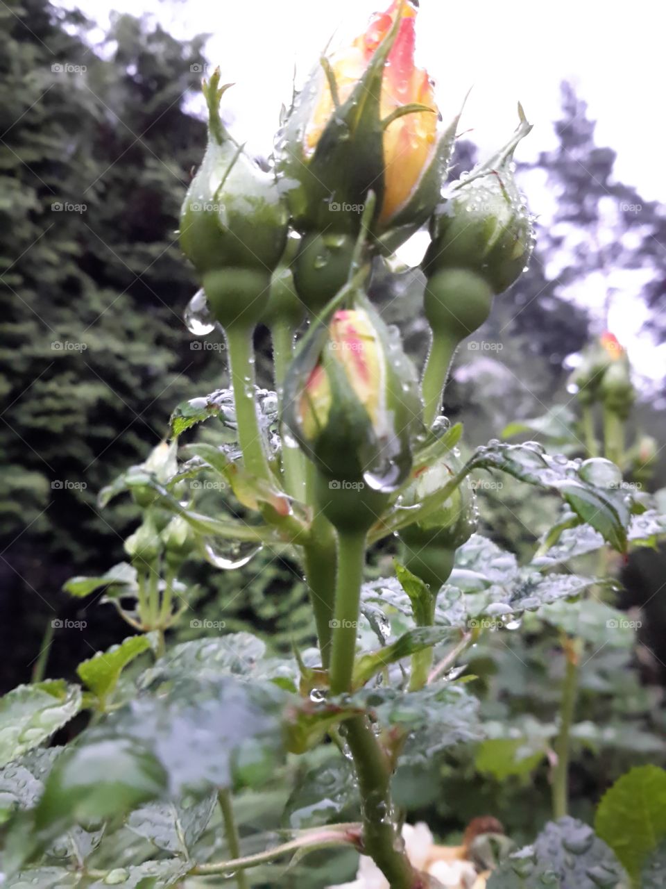 Roses in drops