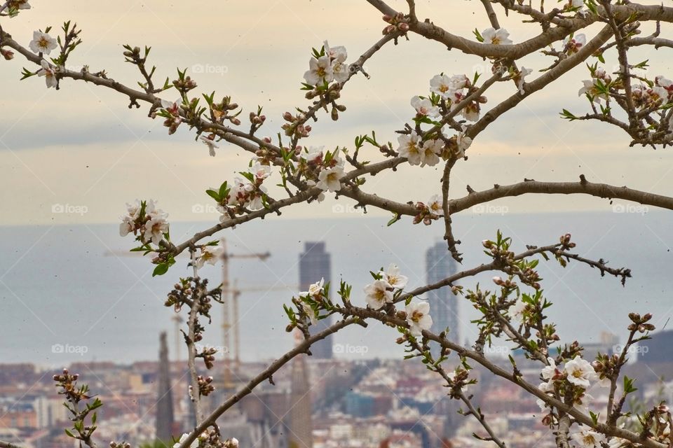 Lasts winter days in Barcelona