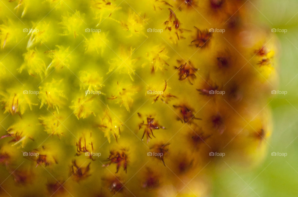 Close up flower