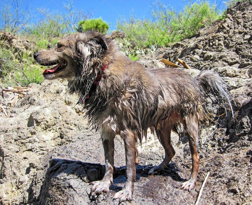 Wet happy dog