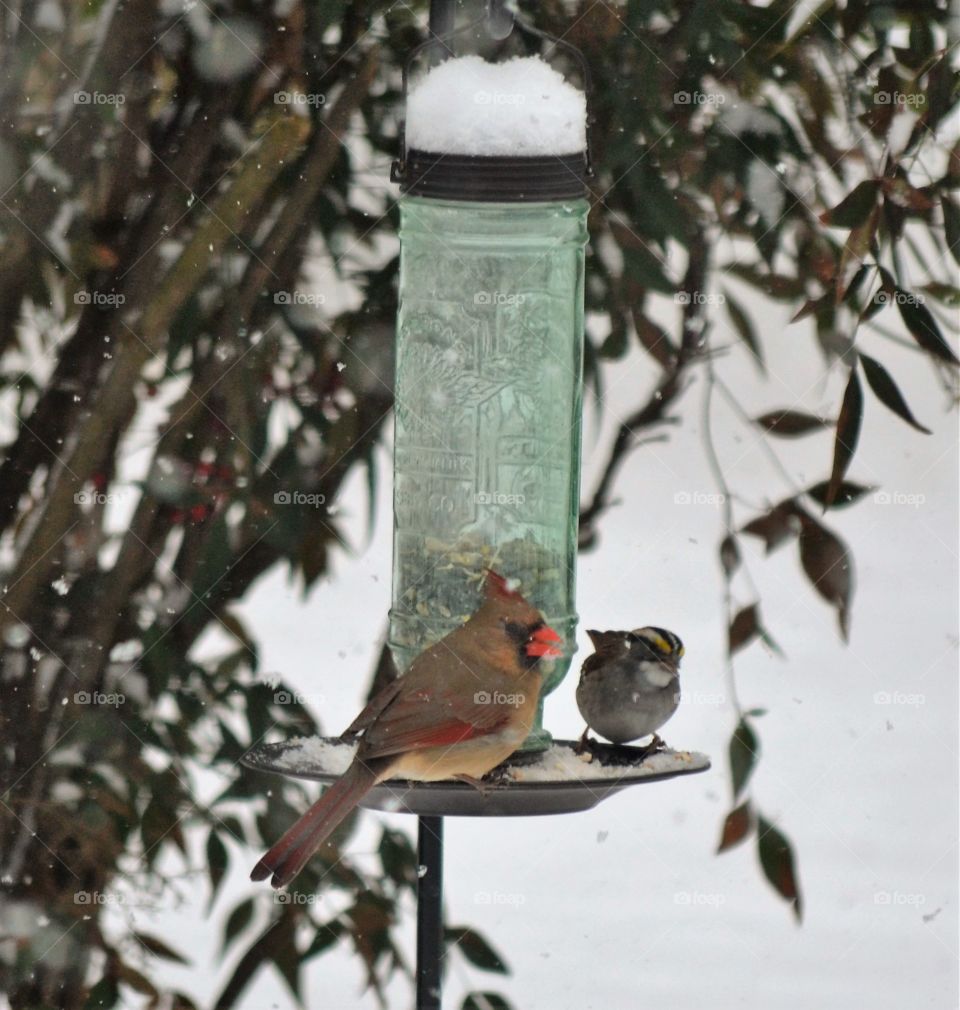 female cardinal sparrow