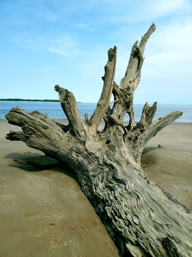 Brown Tree Bones