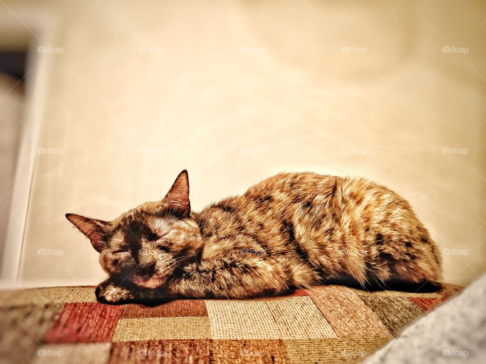 Sleeping Tortie Cat on a colorful couch. Naptime with Luna.