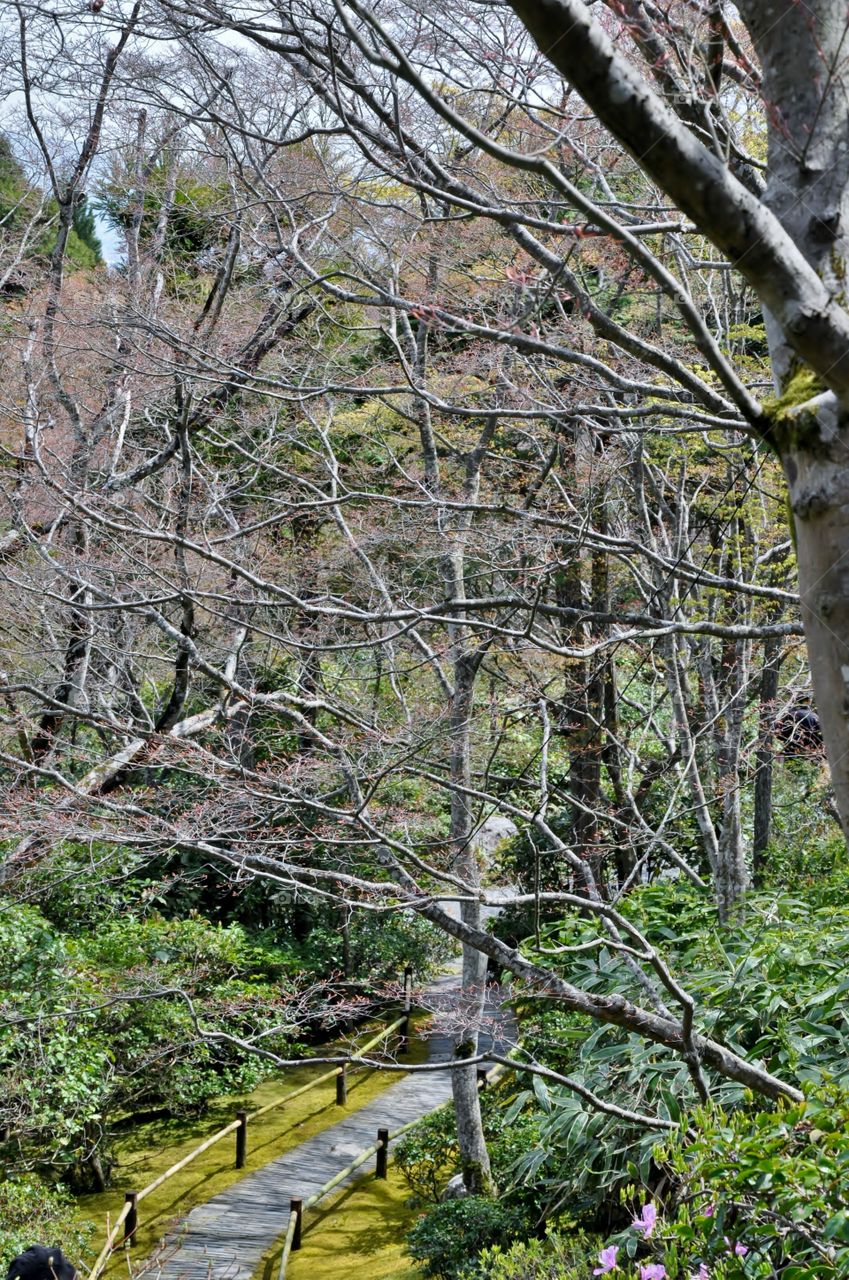 Looking through the trees 