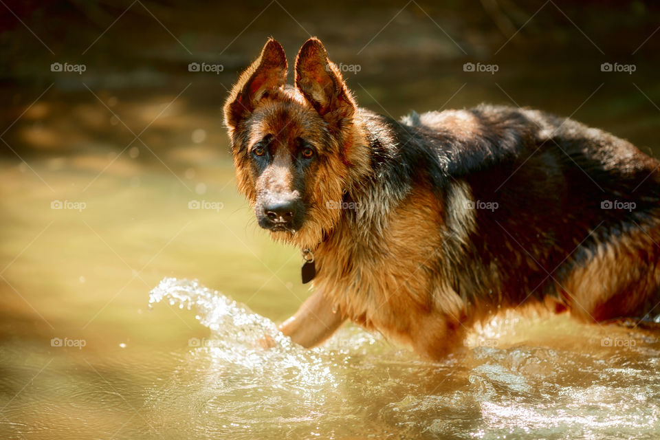 German shepherd dog swimming in a summer river