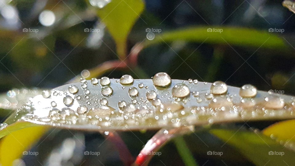 Macro shots of raindrops