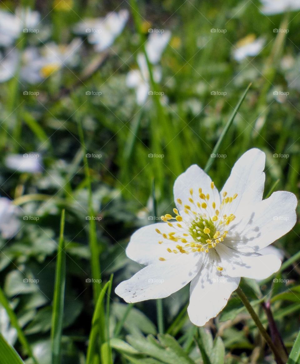 White flowers of cherry indicates the upcoming of its fruit.