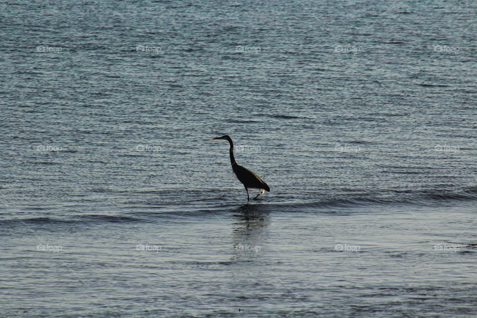 Heron