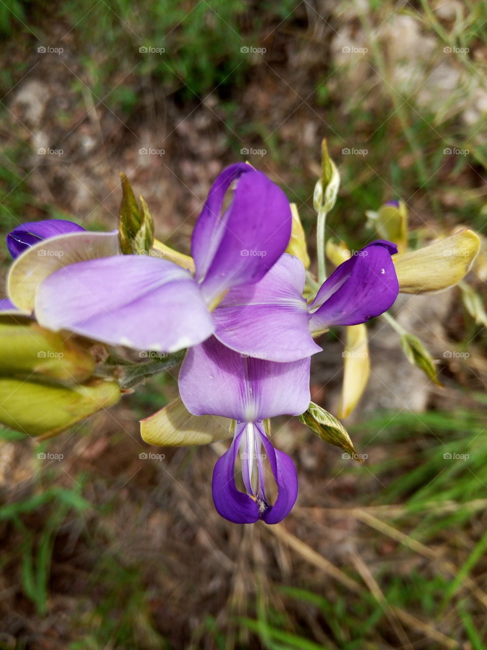 Blooming purple wild flower