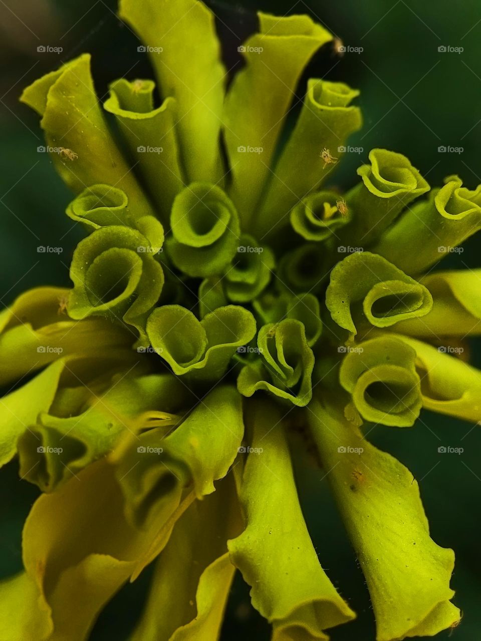 Macro photo of a summer plants